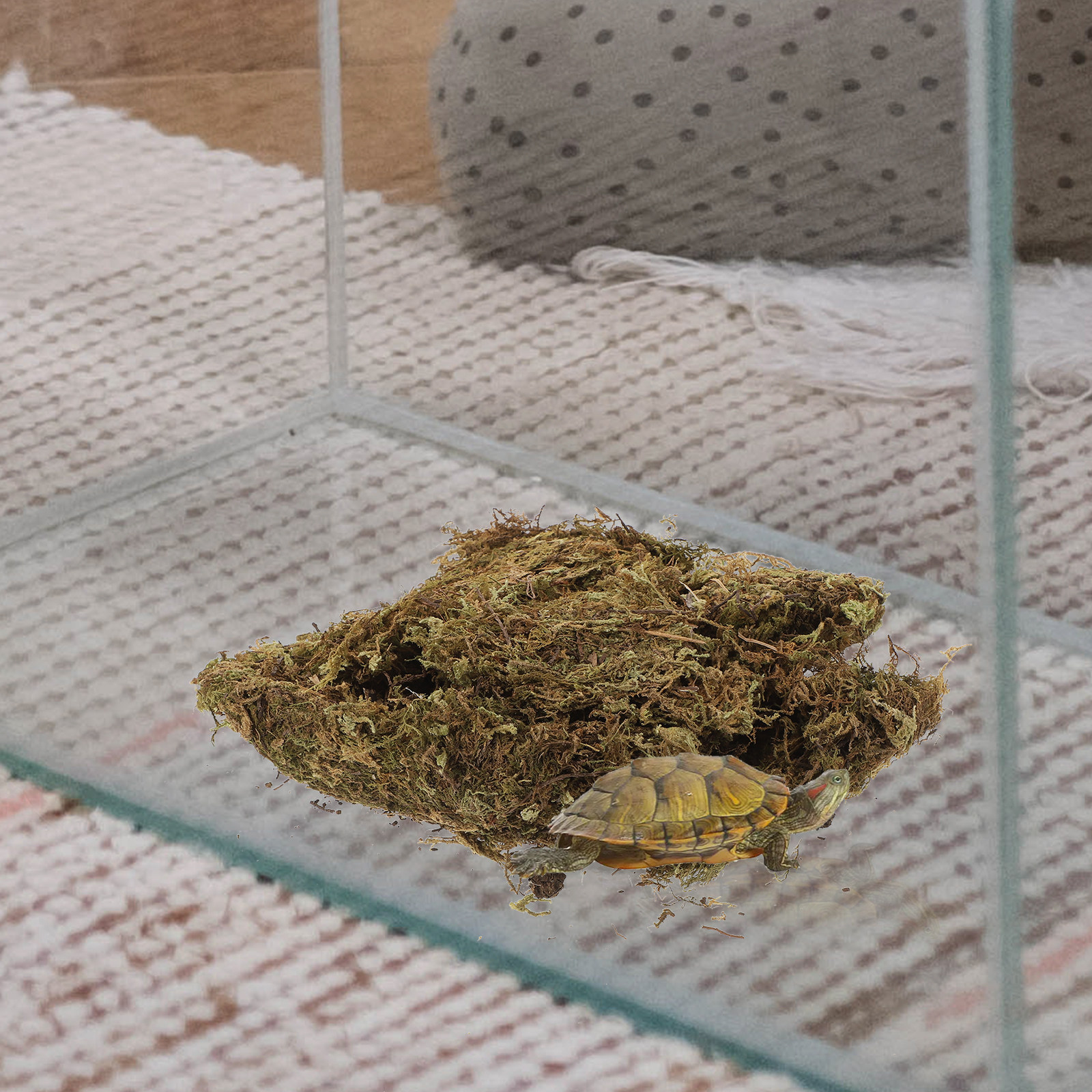 2 Packs Dried Moss for Bonsai  - Preserved Moss Sheet のレビューと価格