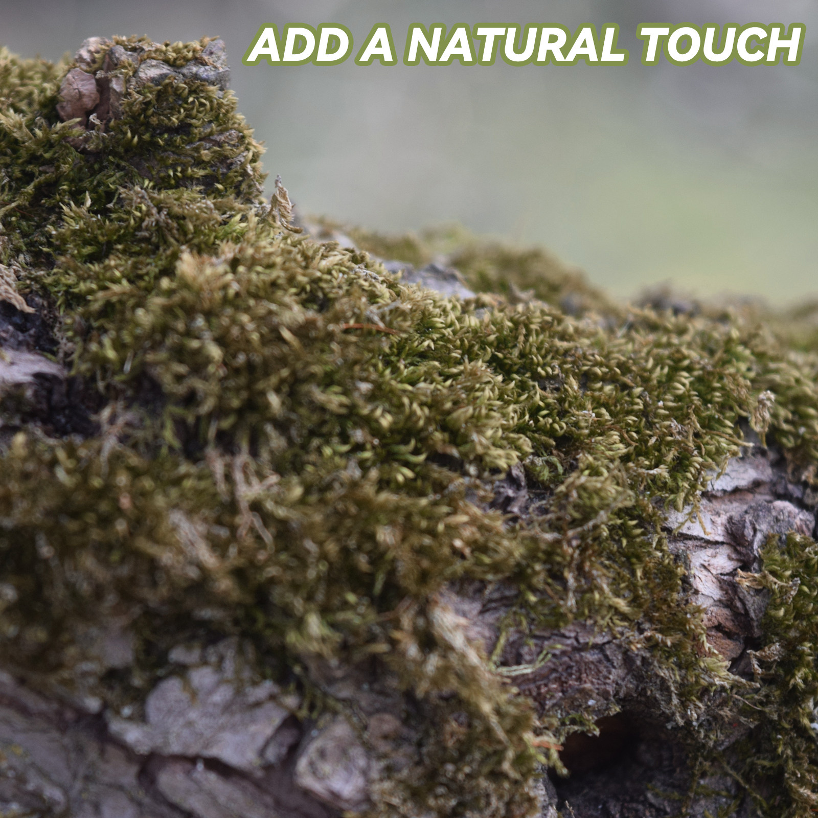 2 Packs Dried Moss for Bonsai  - Preserved Moss Sheet のレビューと価格
