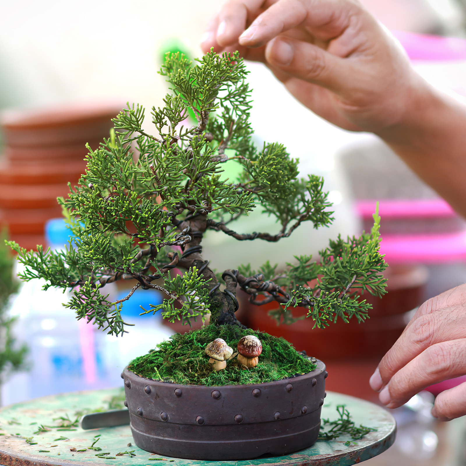 1Pack Natural Color Artificial - Preserved Moss Sheet のレビューと価格