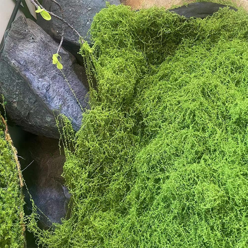 Artificial Preserved Moss Mat  - Preserved Moss Sheet のレビューと価格