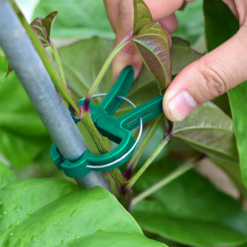 20Pcs Plant Fixed Clips Reusab - Florist Supply Bulk のレビューと価格