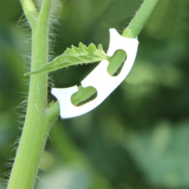 50/100pcs Botany-stem Vine Str - Florist Supply Bulk のレビューと価格