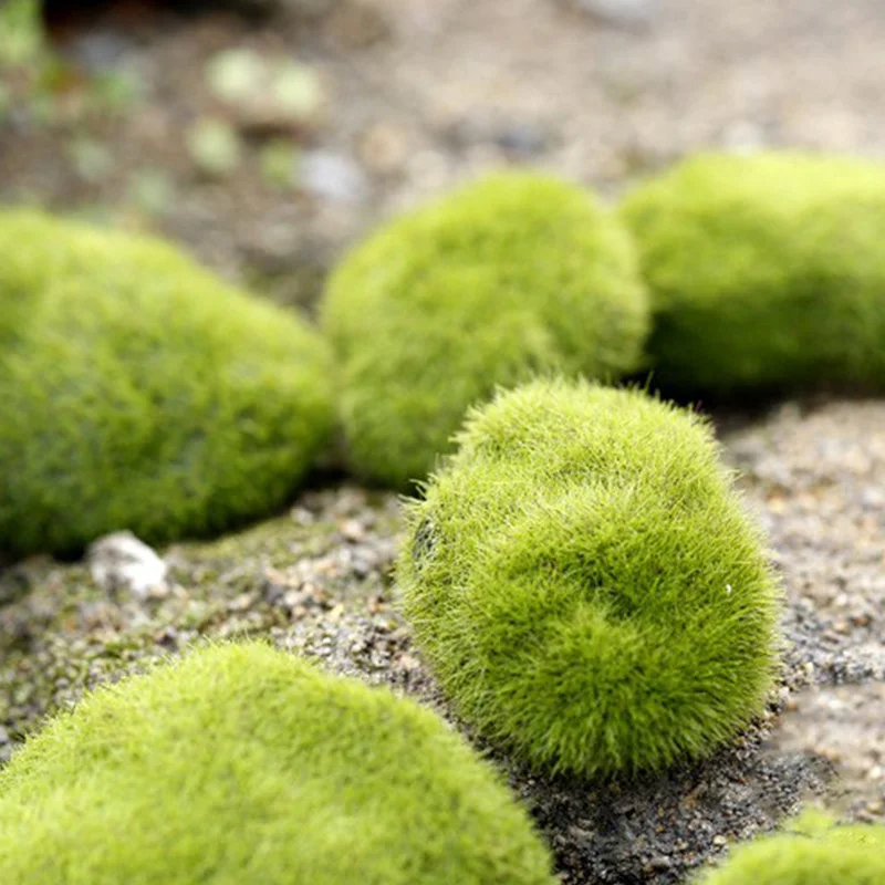 Artificial Moss Grass Micro La - Preserved Moss Sheet のレビューと価格